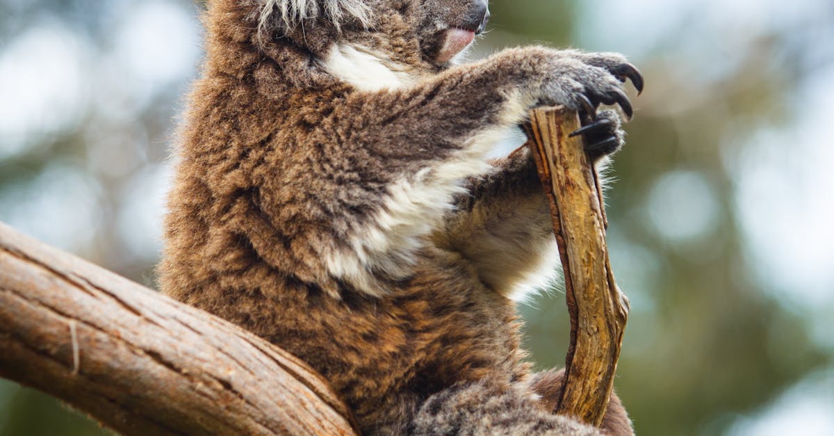 The Benefits of Investing in Professional-Grade Tools