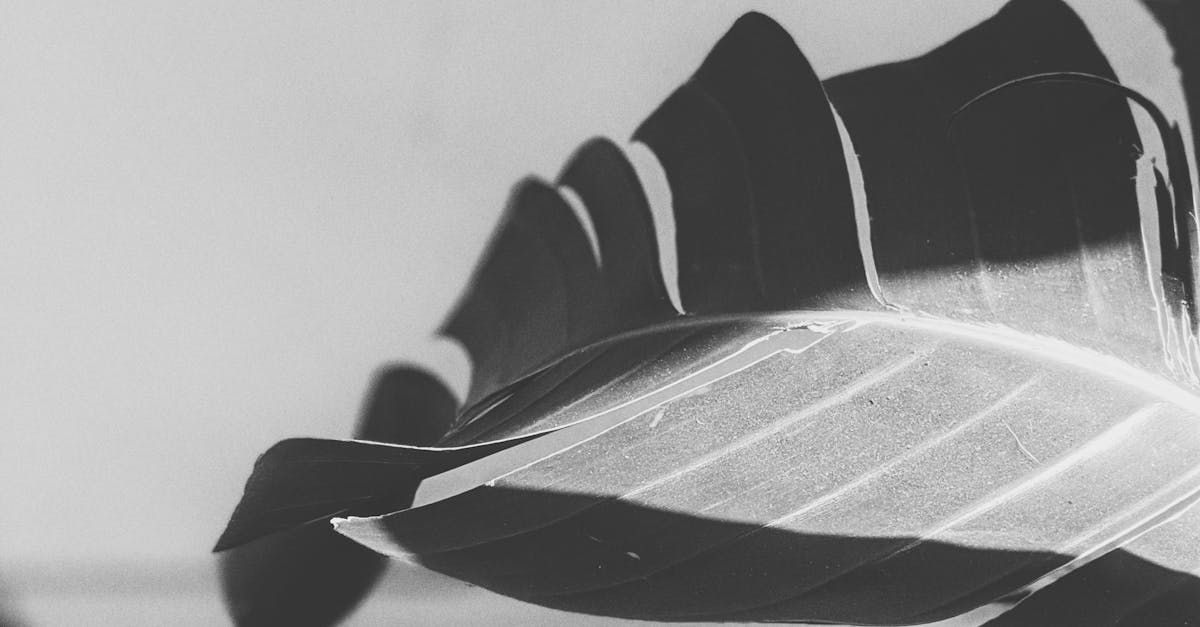 Upgrading Your Backyard with Landscaping Ideas